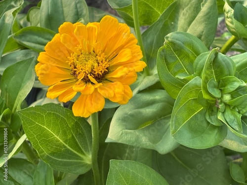Up close photography of beautiful yellow flower with outstretched pedals on green leaves outdoors in Summer with vibrant colors and details