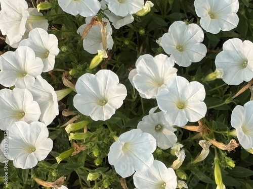 Beautiful white flowers growing in a garden outdoors seen up close with green leaves and vibrant flower pedals.