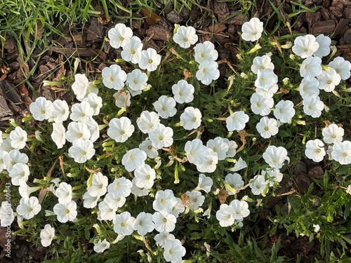 Beautiful white flowers growing in a garden outdoors seen up close with green leaves and vibrant flower pedals.