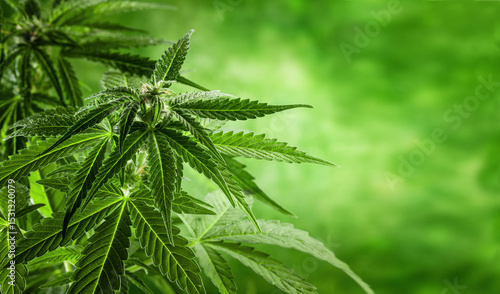A close-up of a cannabis plant with serrated leaves and young flower buds on a blurred green background.