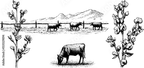 Alfalfa sprigs and grazing cattle silhouette with mountain landscape for rustic design