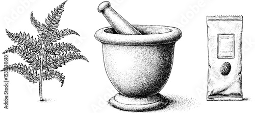Botanical engraving of fern and medicinal herbs with mortar and pestle for natural healing