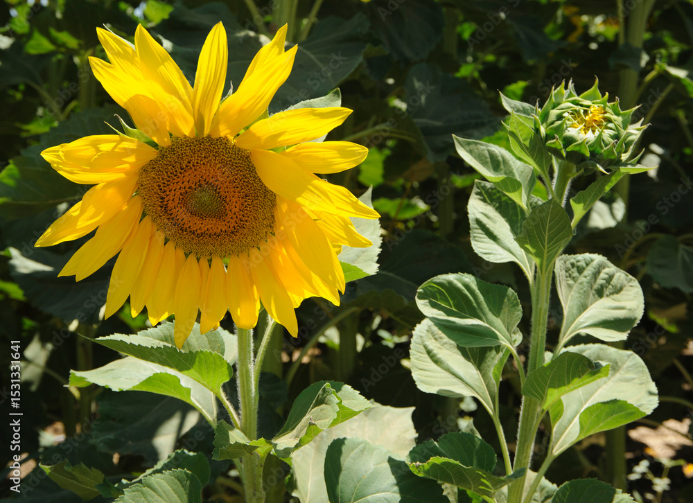 Obraz premium Blooming sunflowers in the field.