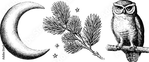 Nocturnal scene with crescent moon, owl perching, and pine branch for nature and wildlife design