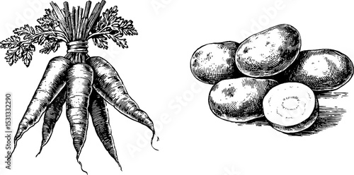 Organic carrot bunch and fresh potatoes sketch for natural produce design