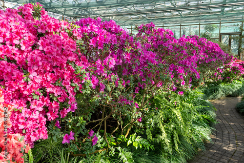 Wallpaper Mural Azalea bud flower. Rhododendron plant in garden. Floral background. Pink bush in greenhouse Torontodigital.ca