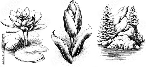 Nature scenes featuring forest streams, lilies, and cattails for botanical design purposes