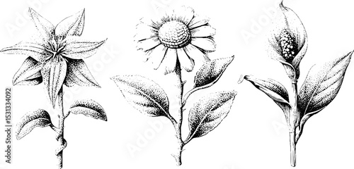 Groovy star, peace lily, and daisy chain botanical design for decoration and art projects
