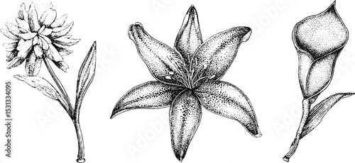 Botanical illustration of groovy star, peace lily, and daisy chain for artistic design