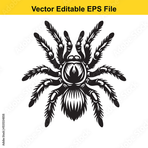 Tarantula Spider Vector Illustration Black and White