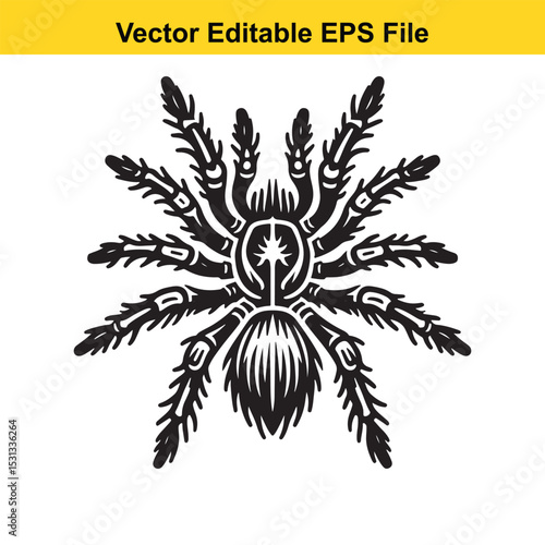 Vector illustration of a tarantula spider in black and white