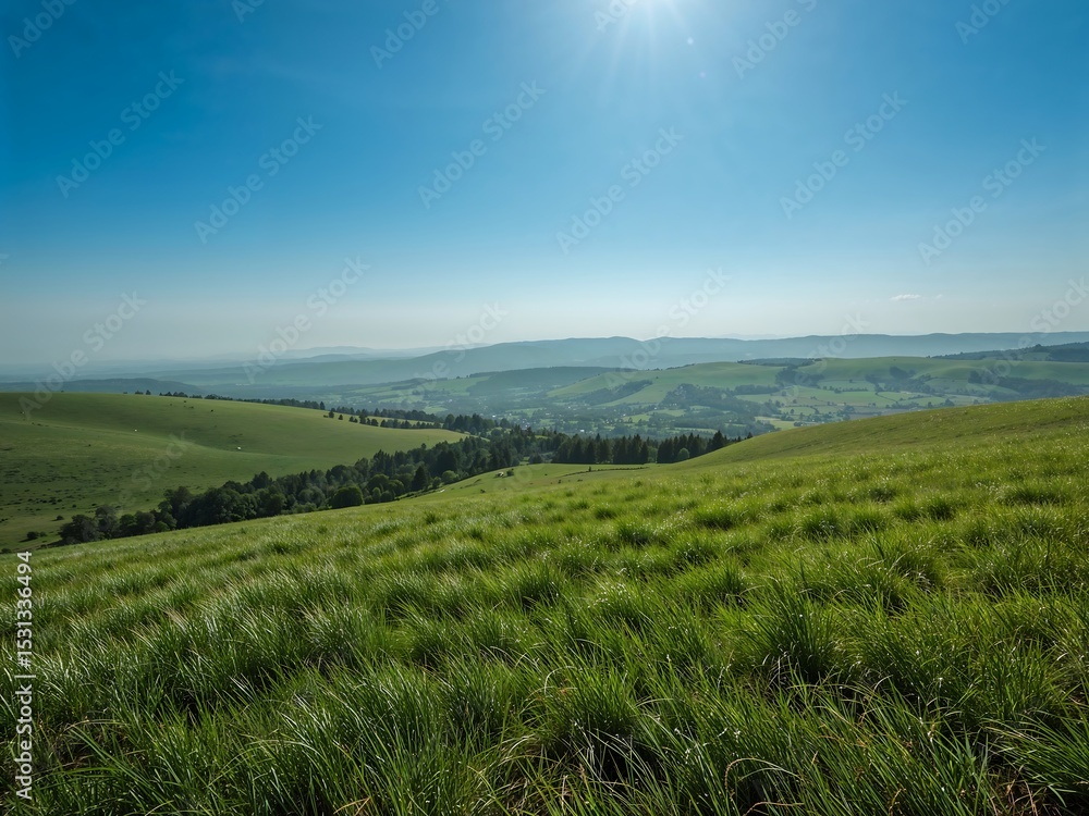 Obraz premium Lush Green Meadow Covered in Wildflowers under Clear Blue Sky