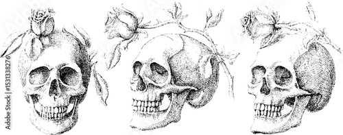 Elegant skull and roses design with thorns and leaves for tattoo or art project