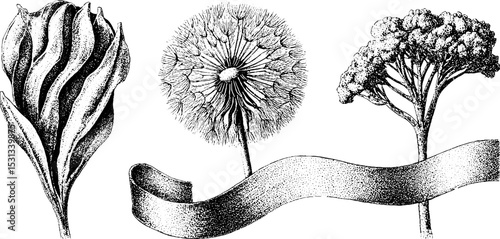 Intricate nature elements with dandelion seed head and swirling gust for botanical design