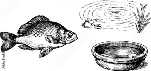 Tilapia fish silhouette with water ripple design for art and decor