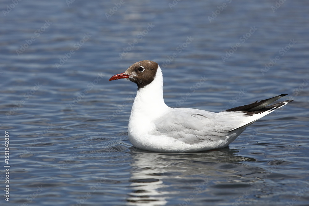 Laughing seagull (Larus ridibundus) Laughing seagull (Larus ridibundus)