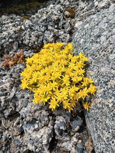 Sedum acre - poivre des murailles - orpin brûlant. 1