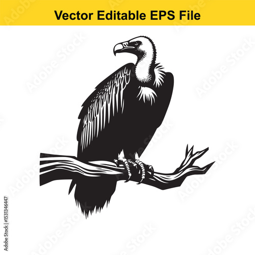 Majestic Black and White Vulture Perched on a Branch