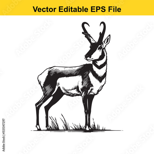 Pronghorn Antelope in Black and White Vector Illustration