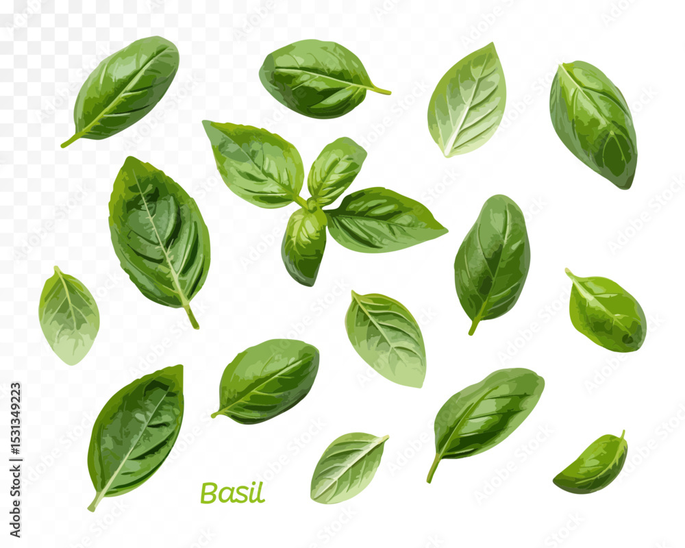 Collection of watercolor basil leaves in various shapes and rotations, realistic natural style. Vector illustration Collection of watercolor basil leaves in various shapes and rotations, realistic natural style. Vector illustration