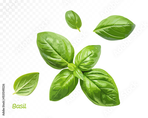Watercolor basil sprig with four glossy green leaves, painted in realistic fresh style. Vector illustration