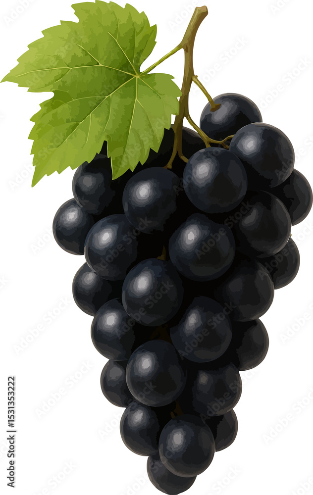 Fototapeta premium black grapes isolated on white