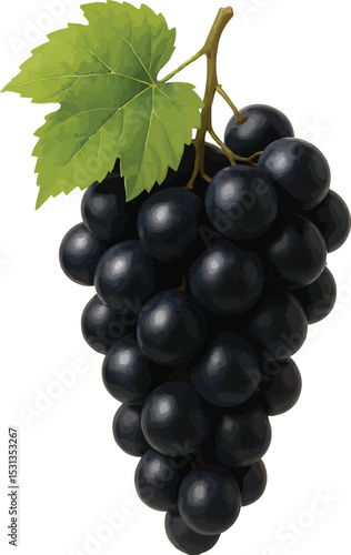 black grapes isolated on white