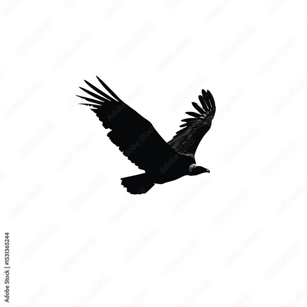 Obraz premium Black Vulture in Flight Silhouette White Background