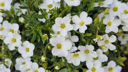Sweden. Arenaria montana, the mountain sandwort, is a species of flowering plant in the family Caryophyllaceae, native to mountainous regions of southwestern Europe, from the Pyrenees to Portugal. 