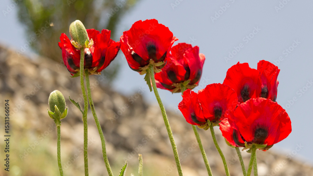 Naklejka premium Wild poppies blooming on a rugged slope near Damavand, Iran, bringing vibrant color to the arid mountainous landscape.