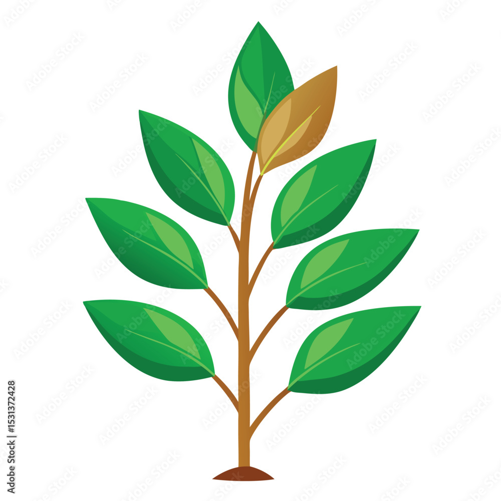 Obraz premium indoor plant on white background