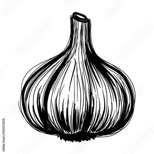 Hand-drawn sketch of a garlic bulb on white background  