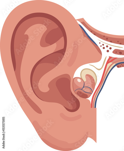 Human ear anatomy vector illustration showing outer ear middle ear and inner ear parts detailed 