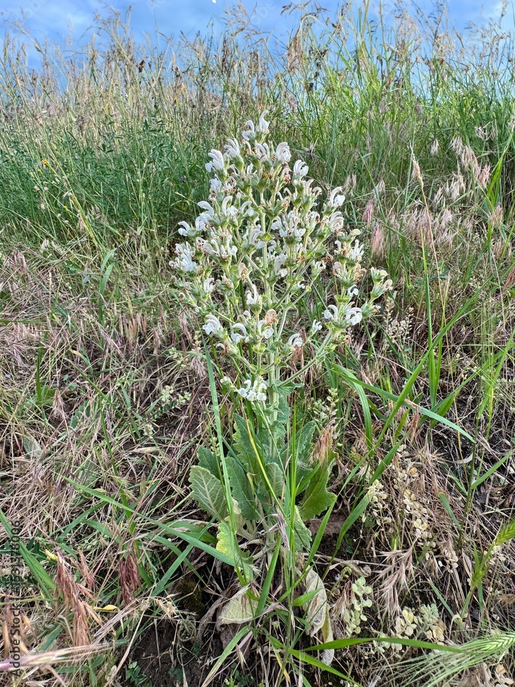 Obraz premium Salvia sclarea, known as clary sage, growing wild in a grassy meadow with its tall flowering spike and soft aromatic leaves. A medicinal and ornamental herb valued for its fragrant oils.