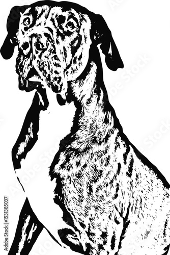 Big dog great dane