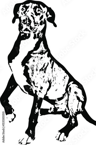 Great dane with leg up