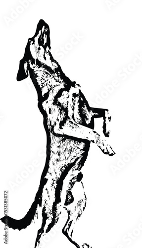 Dog dancer
