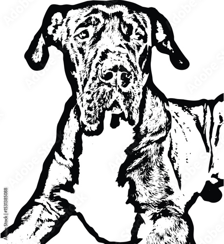 Great dane