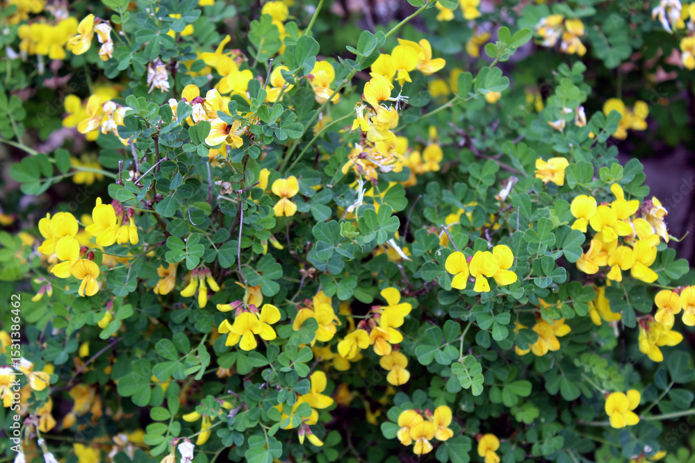 Obraz premium Hippocrepis emerus or Scorpion senna shrub with yellow flowers