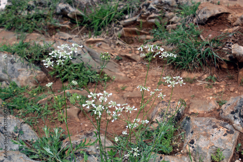 Anthriscus sylvestris or Cow parsley wildflowers blooming in grass