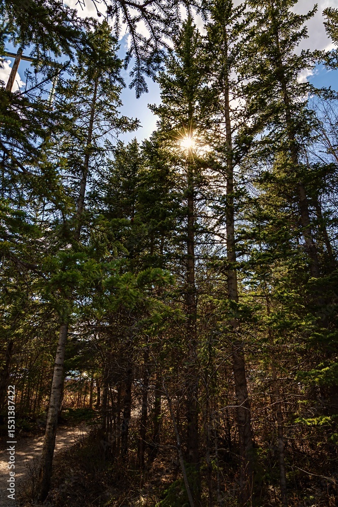 Obraz premium Sunshine Through Forest Trees