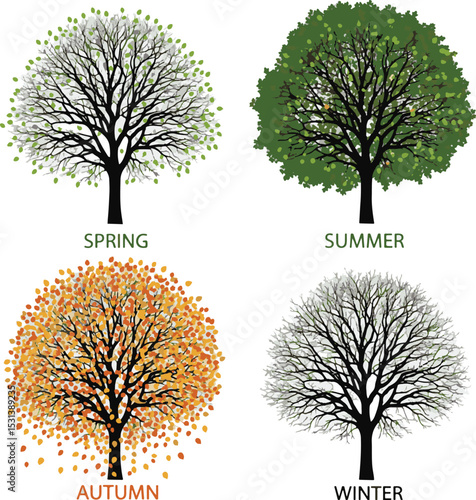 Illustrated trees representing four seasons spring summer autumn and winter on white background