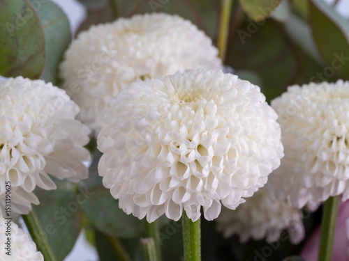 decorative flowers close-up macro. Holiday greeting card.