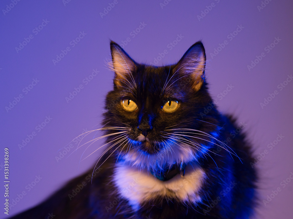 A captivating close-up of a tuxedo cat, its striking yellow eyes gleaming under a vibrant purple hue A captivating close-up of a tuxedo cat, its striking yellow eyes gleaming under a vibrant purple hue
