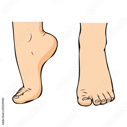 Foot vector for motion graphics