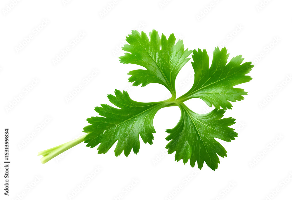 Fototapeta premium Fresh Parsley Leaf Isolated on Transparent Background.