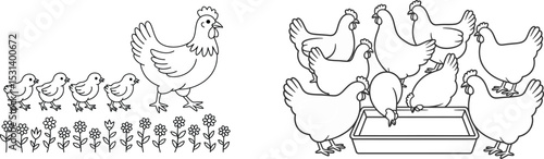 A hen with her chicks in a garden and hens eating from a trough