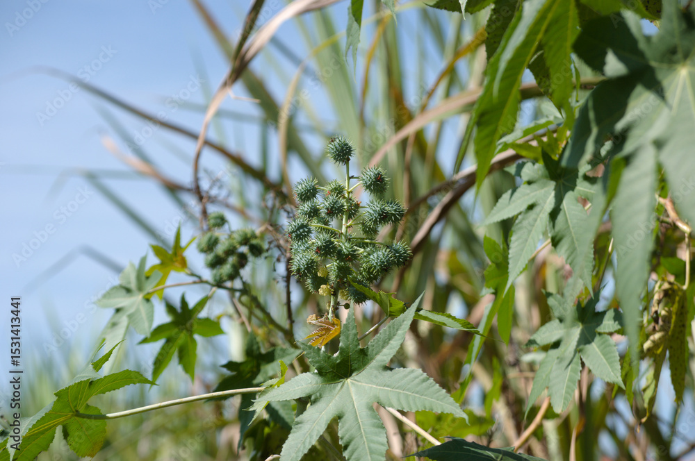 Plant known as castor oil plant (Ricinus communis) showing its flowers, leaves and clusters of green, spiny fruits Plant known as castor oil plant (Ricinus communis) showing its flowers, leaves and clusters of green, spiny fruits