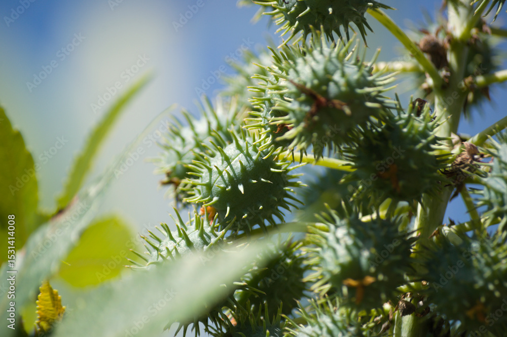 Plant known as castor oil plant (Ricinus communis) showing its flowers, leaves and clusters of green, spiny fruits Plant known as castor oil plant (Ricinus communis) showing its flowers, leaves and clusters of green, spiny fruits