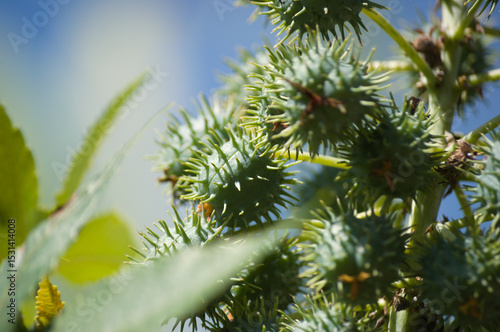 Plant known as castor oil plant (Ricinus communis) showing its flowers, leaves and clusters of green, spiny fruits